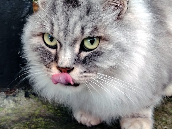 Обложка произведения 'Коты Гурзуфа'