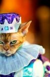 Обложка Ода коту