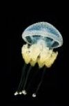 Обложка Чернильная медуза