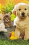 Обложка Сказки о приключениях котёнка Дымка и щенка Пушка