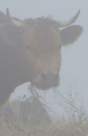Обложка Коровы ели туман
