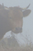 Коровы ели туман / Леднева Дарья (Reine Salvatrise)