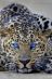 Леопард с голубыми глазами / Леа Ри