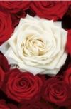 Обложка Розы