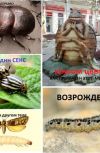 Обложка Книги мёртвых