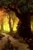 Истории Тенистого леса