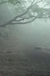 Обложка Аокигахара: море стонущих деревьев