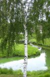 Обложка Смотрю из окна