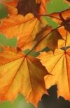 Обложка Листья клена