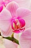 Обложка Wild Orchid