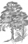 Обложка Самое  важное дерево