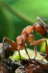 Смогли бы муравьи создать цивилизацию