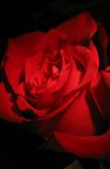 Обложка Кровь на лепестках свежих роз