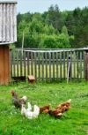 Обложка Басни Посохова про Ивана