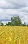 Обложка Судьба Анатолия Проскурина