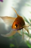 Обложка Золотая рыбка